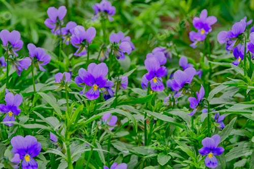 Preview: blooming in the garden violets, pansies