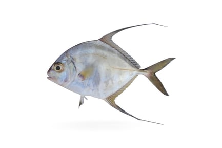 Preview: Threadfin Jack Fish with Streamers