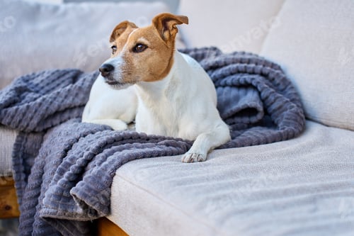 Preview: Jack Russell terrier dog resting on sofa with blanket