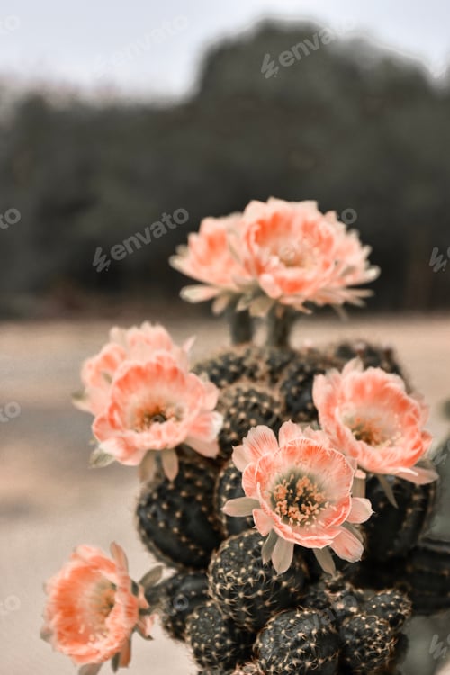 Preview: Beautiful blooming cactus, selective focus blurred green nature background.