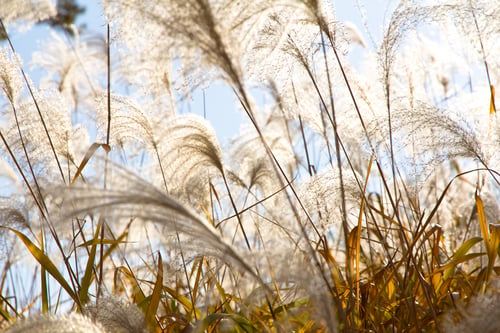 Preview: Field Grass Blowing in the Wind close up