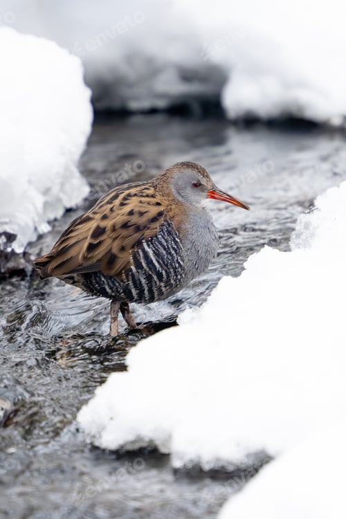 Preview: European water rail (Rallus aquaticus)