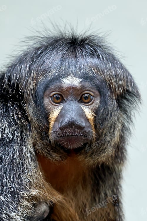 Preview: A portrait of a female white faced saki (Pithecia pithecia)