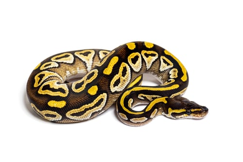 Preview: Pastel AVC ball python, Python Regius, isolated on white