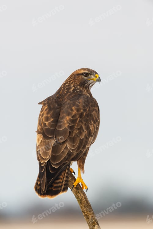 Preview: Photo of common buzzard buteo buteo on a tree