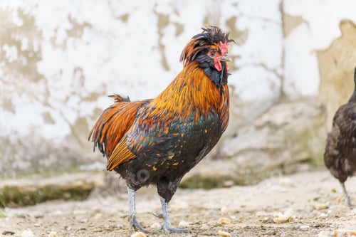 Preview: close-up of a beautiful rooster with colorful feathers