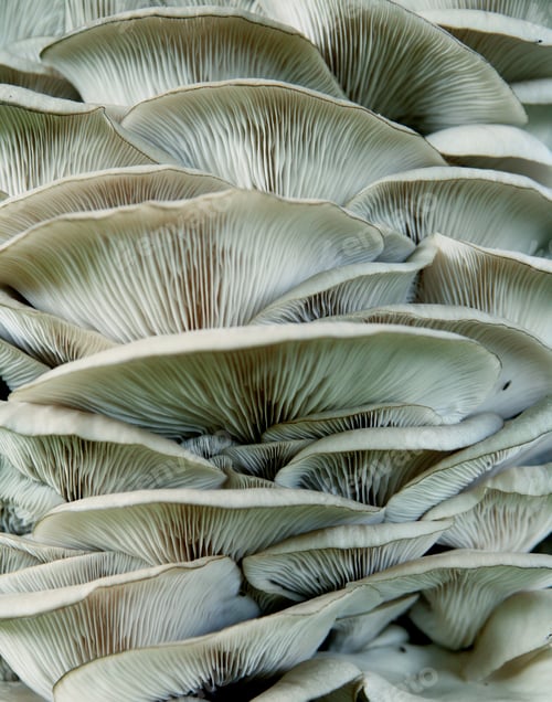Preview: White fungus, close up