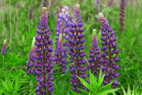 Preview: A bush of purple lupins close-up. Lilac lupine is a summer wildflower of the field. Blooming in the