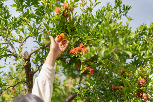 Preview: Hand Reaching for Pomegranate Blossom