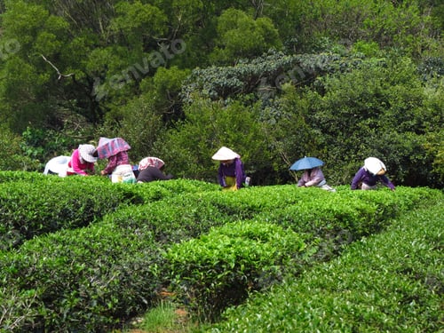 Preview: Group of hardworking people picking tea leaves in the field