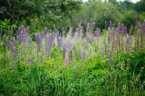 Preview: Bright beautiful decorative purple lupine flowers in a green garden