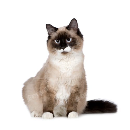Preview: Birman (1 years)