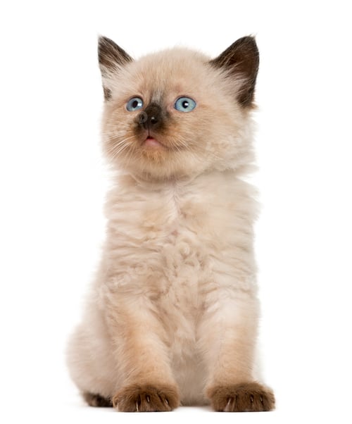 Preview: Kitten in front of white background