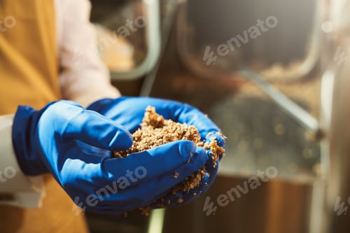 Preview: Hands of brewer in rubber gloves holding milled malt grains