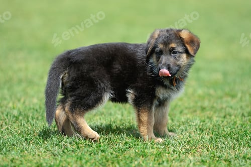 Preview: Baby German Shepherd