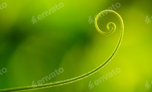 Visualização: Videira espiral