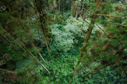 Preview: Top down view of the forest