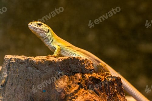 Preview: The lizard stands on a rock