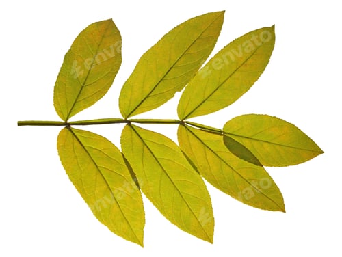 Preview: autumn leaf ash on white background