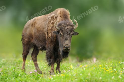 Preview: European bison in the summer meadow