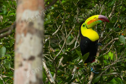 Preview: Closeup of a toucan perched on a branch of a tree