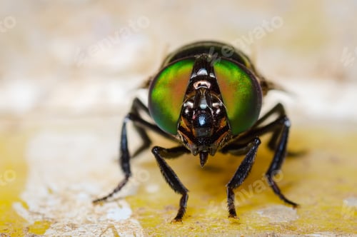 Preview: Green-eyed fly looking straight ahead