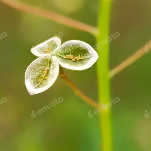 Preview: Green leaf