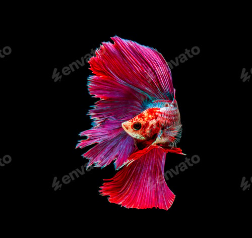 Preview: Betta fish, siamese fighting , betta splendens isolated on black background