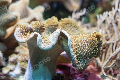 Preview: Sea reef, a giant carpet of sea anemone, Stichodactyla gigantea, a type of coral