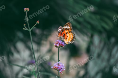 Preview: Brightly colored butterflies suck nectar from flowers, natural photography.