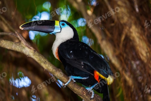 Preview: toucan, bird, colours, tropics