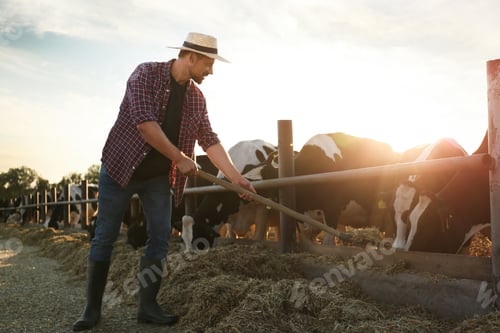 Preview: Worker feeding cows with hay on farm. Animal husbandry