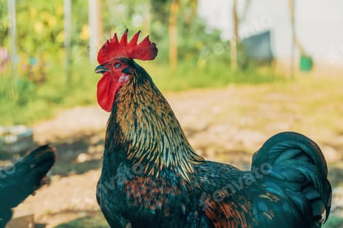 Preview: Rooster in farm back yard