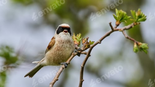 Preview: Eurasian penduline tit (Remiz pendulinus)