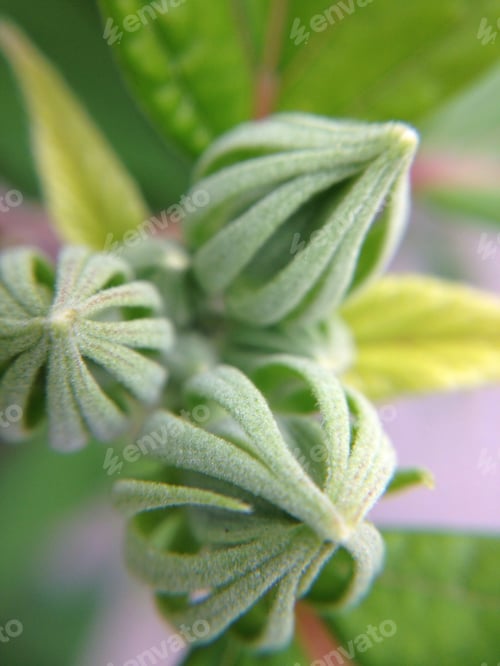Preview: Macro green unique plant
