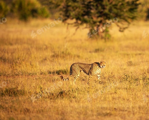 Preview: A Scenic Botswana Wildlife pictures