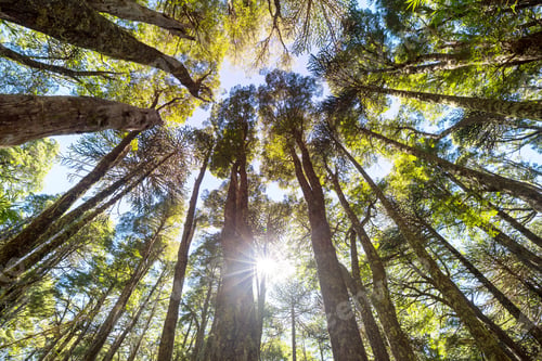 Preview: Araucaria