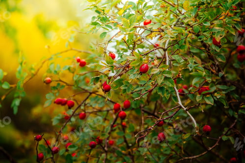 Preview: Beautiful rosehip bush on a sunny autumn day