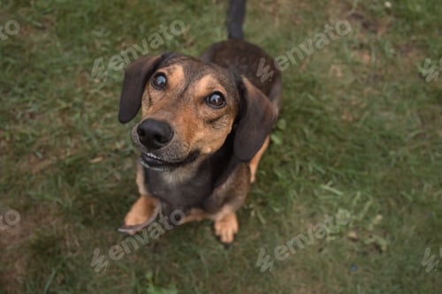 Preview: Happy dog sitting on the grass
