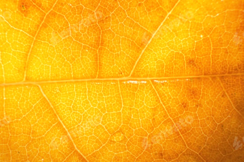 Preview: Macro photo of microscopic organic autumn foliage. yellow leaf texture background.