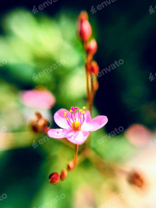 Preview: Tiny flowers blossoming