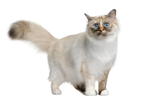 Preview: Birman cat, 11 months old, standing in front of white background