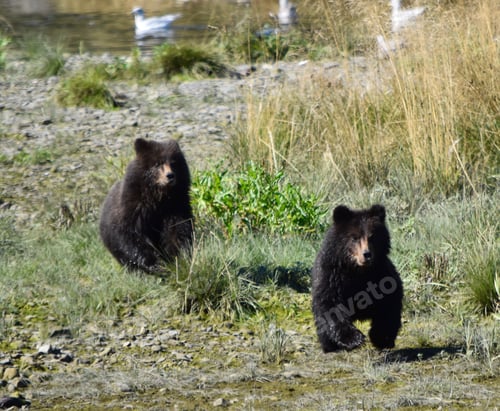Preview: Baby grizzly bears