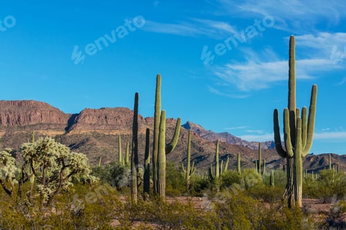 Saguaro Cactus and Desert Landscape under Blue Sky