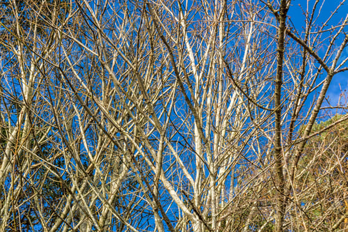 Preview: Bare Tree Branches At Lincoln Park In West Seattle, Washington.