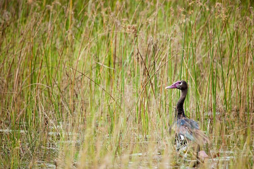 Preview: African Duck in the tall grass