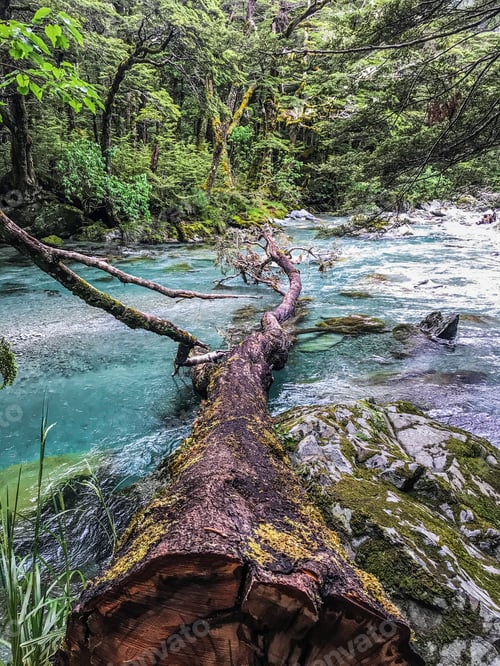 Preview: Tree in the river