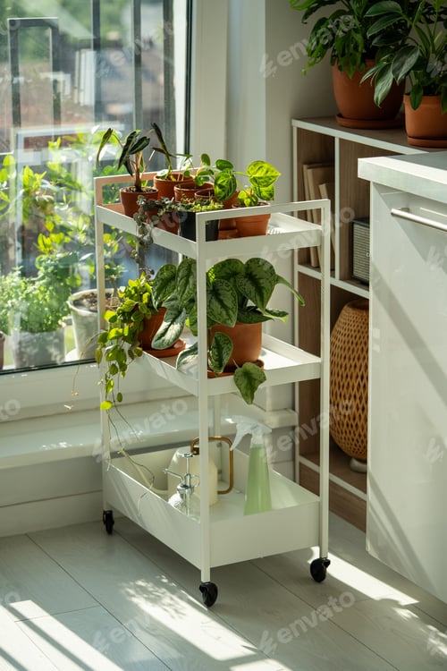 Preview: Sprouts potted plant on cart at home. Houseplants - Pilea peperomioides, Alocasia, Scindapsus
