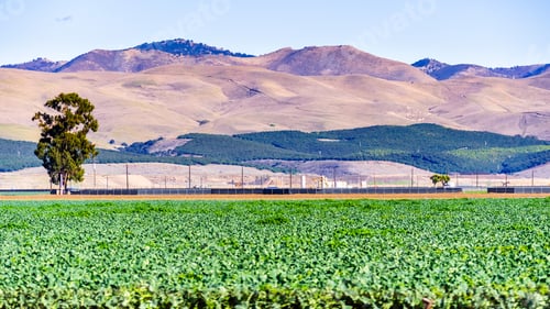 Preview: Brussels sprouts growing on a field