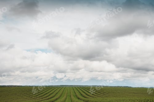 Preview: level lines of currants plantation, natural fruit products.